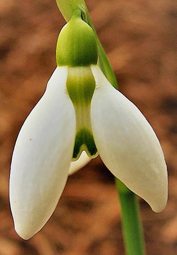 giant snowdrop close-up