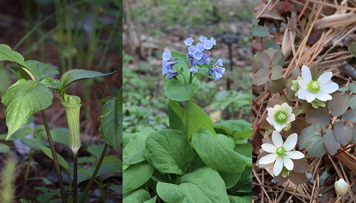 Jack in the pulpit, Virginia bluebells & rue anemone
