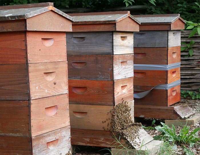 bee hives in the Discovery Garden