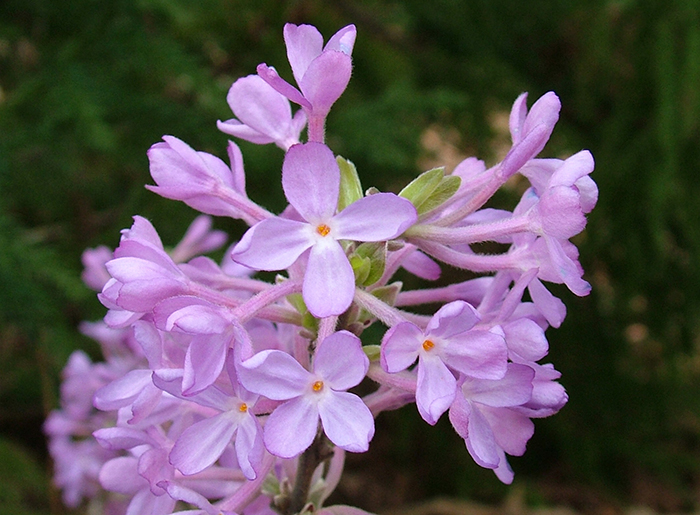 lilac daphne