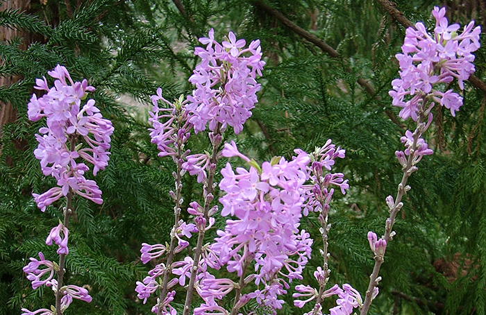Lilac daphne
