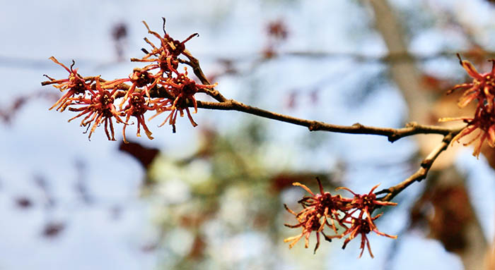 Clusters of Ozark witch hazel flowers surrounded by orange-brown strap-like bracts opening along an otherwise bare branch with blue skies and soft focus trees in the background
