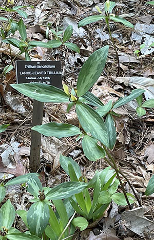 trillium plants and an information sign