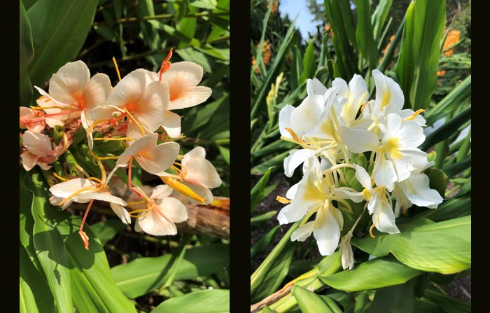 ginger lilies
