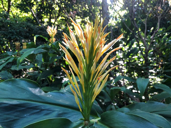 spiked ginger lily