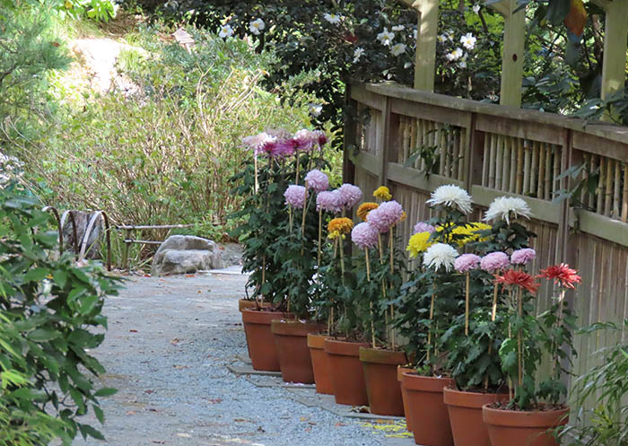 a row of large, colorful mums on tall stalks, lined up along a garden walkway surrounded by greenery and a wood fence