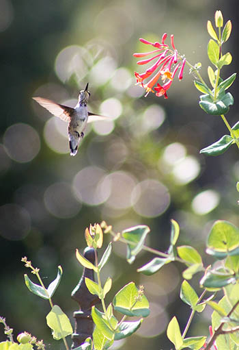 a hummingbird flying near red-orange coral honeysuckle blooms
