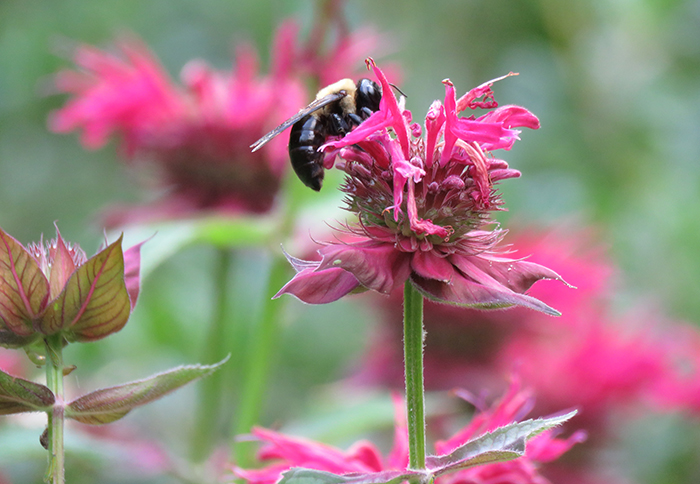 a bee on a pink beebalm flower