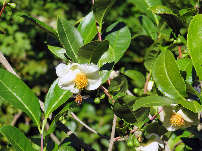 tea camellia white flowers with yellow center  with green leaves and a bee at the flower