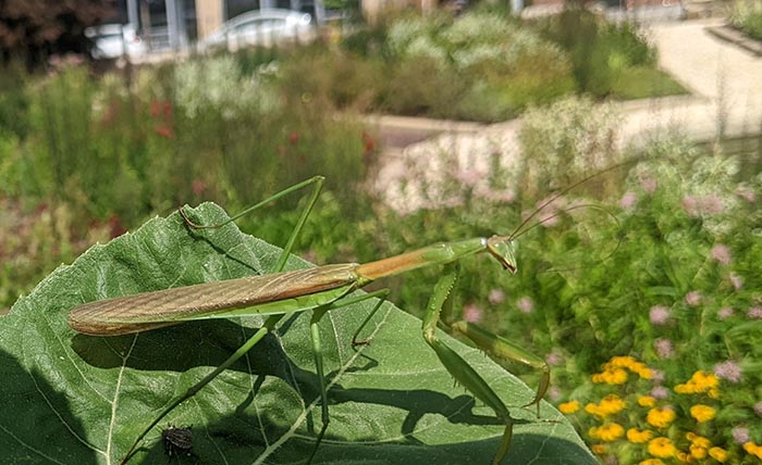 Close-up of a praying mantis on a Helianthus annuus leaf