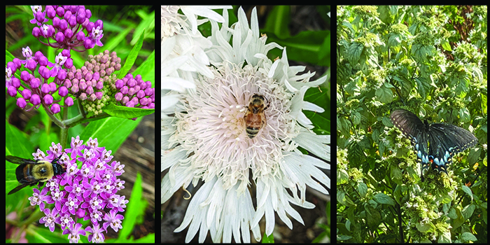 A triptic showing flowers and pollinators