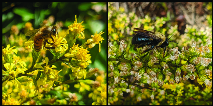 A leaf-footed bug on Solidago bicolor, and a wasp on a Helianthus angustifolius plant