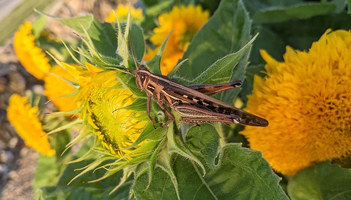 a grasshopper on a Helanthus annuus plant