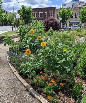 A thriving city garden bed featuring Asclepias, Helianthus & Stokesia