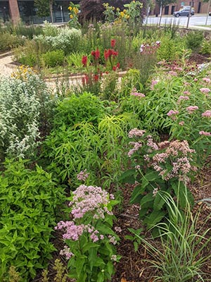 A thriving city garden featuring Eutrochium, Asclepias, Pycnanthemum and Lobelia 