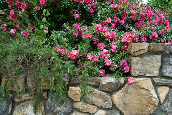 pink rose flowers and green rosemary branches grow atop a stone wall
