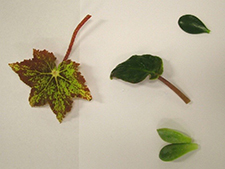Newsletter-0319-14-leaf-cuttings-webbink.jpg