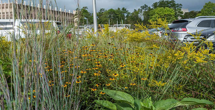 Black-eyed Susans in a parking lot median with buildings in the background