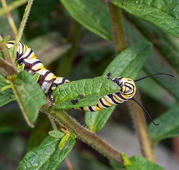Monarch caterpillar eating a milkweed plant