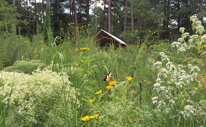 prairie landscape with a butterfly, high grasses and yellow flowers