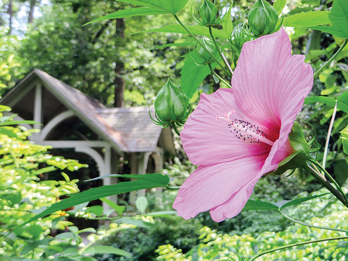 A pink rosemallow bloom in the Blomquist Garden