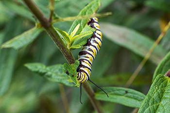 a monarch caterpillar on a leafy branch
