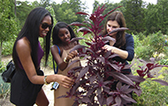 three people stand touching and discussing a tall plant in a garden
