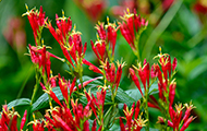 red Spigelia marilandica flowers with a soft focus green leafy background
