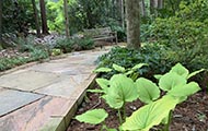 a garden path surrounded by plants