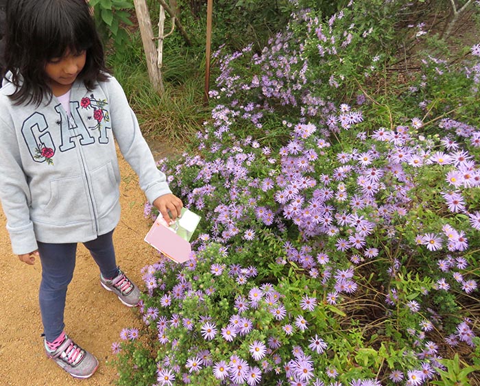 a little girl finds flowers to match her color swatch
