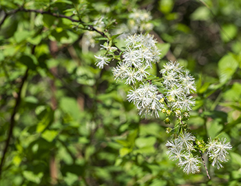 flowering branch of a native fringe tree, with soft-focus leaves in the background delicate white flowers and 
