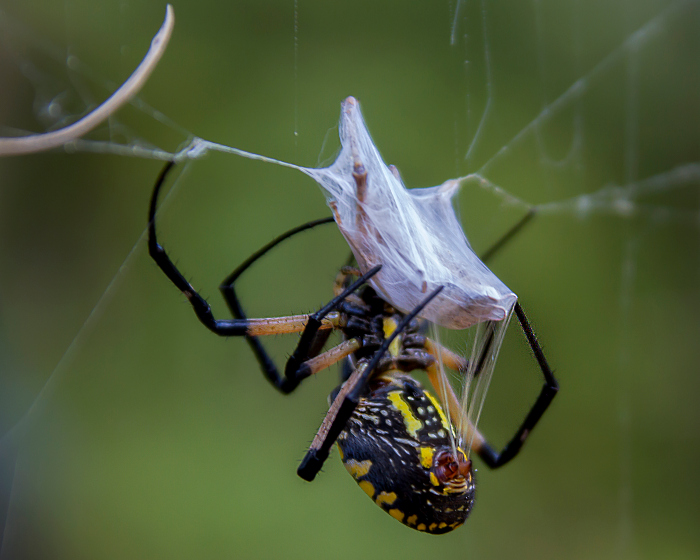 garden spider making silk with its spinnerets