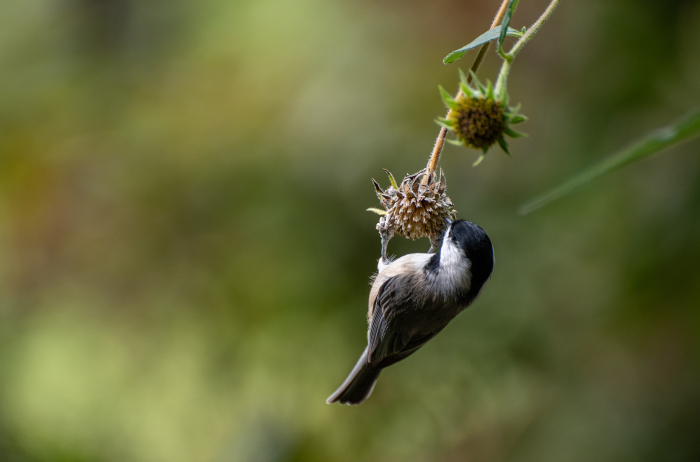 chickadee foraging for seeds