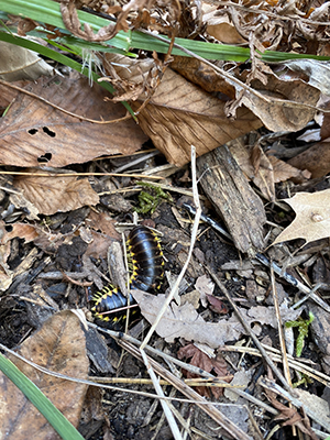 Close-up of a yellow-and-black flat millipede on leaf litter in the Historic Gardens