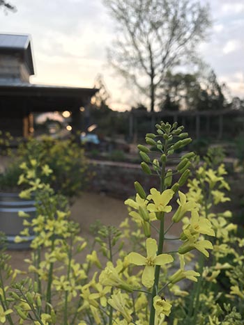 brassica flowers in the Discovery Garden