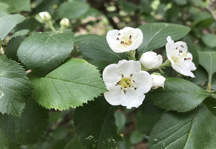 Hawthorn flowers in the Blomquist
