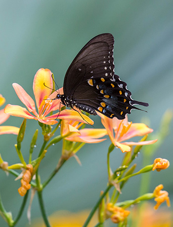 Blackberry lily and butterfly