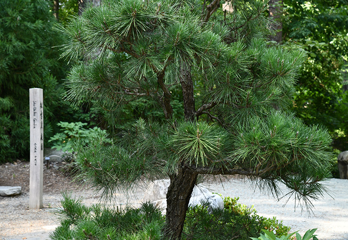 Black pines