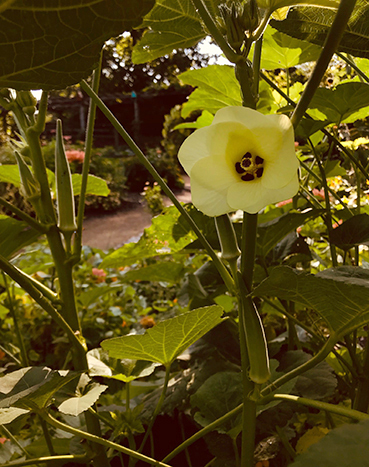 Okra flowers and pods