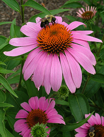 Purple coneflower with bees