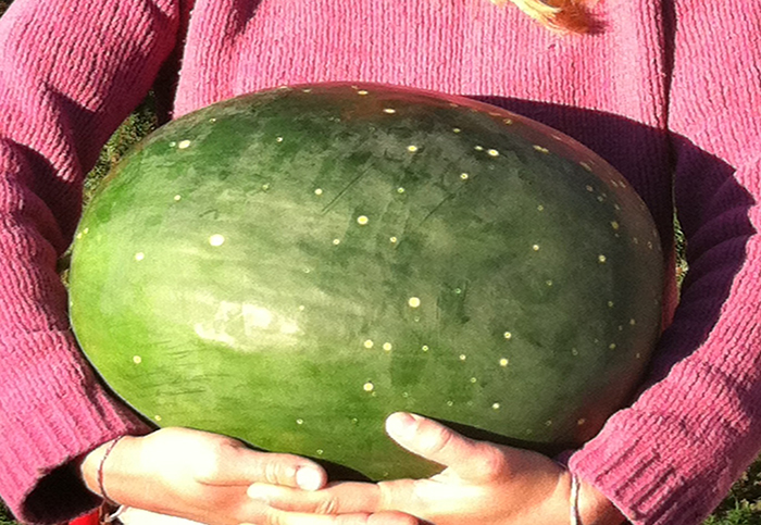 Person holding a melon