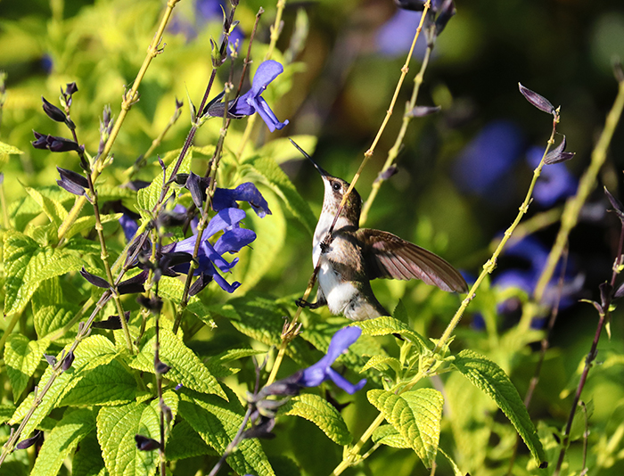 Ruby-throated hummingbird on anise-scented sage flowers