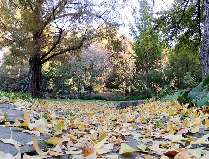 Fallen gingko leaves in the Historic Gardens