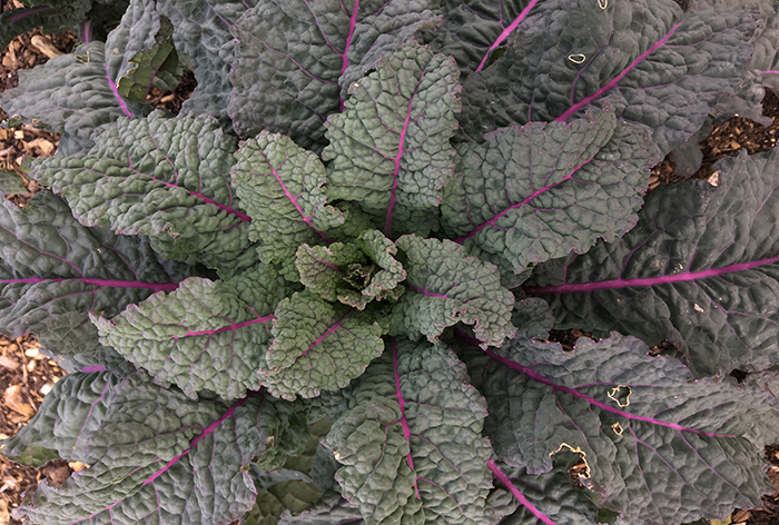 Kale in the Discovery Garden