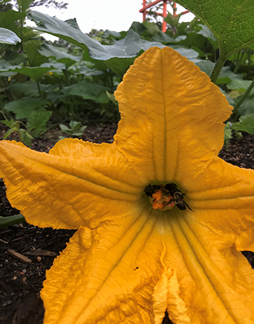 Squash flower and bee