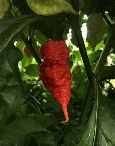 Carolina Reaper hot pepper
