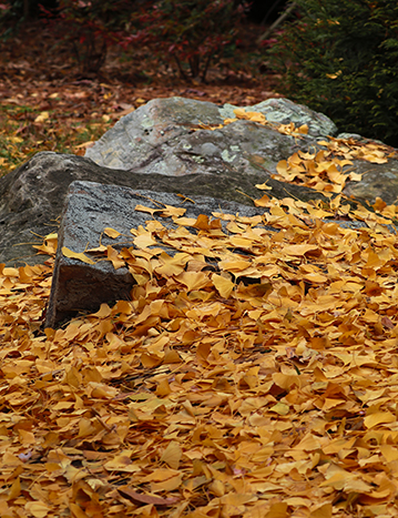 Fallen gingko leaves in the Historic Gardens