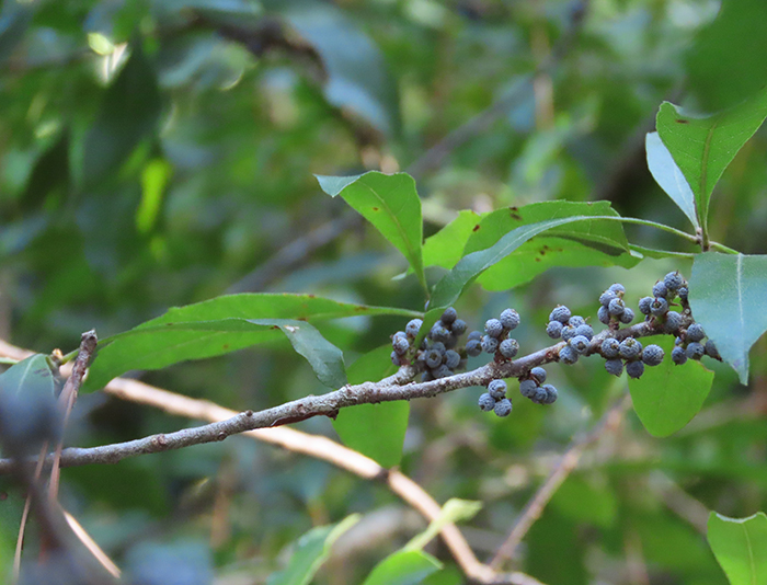 Wax myrtle fruits in the Blomquist Garden of Native Plants