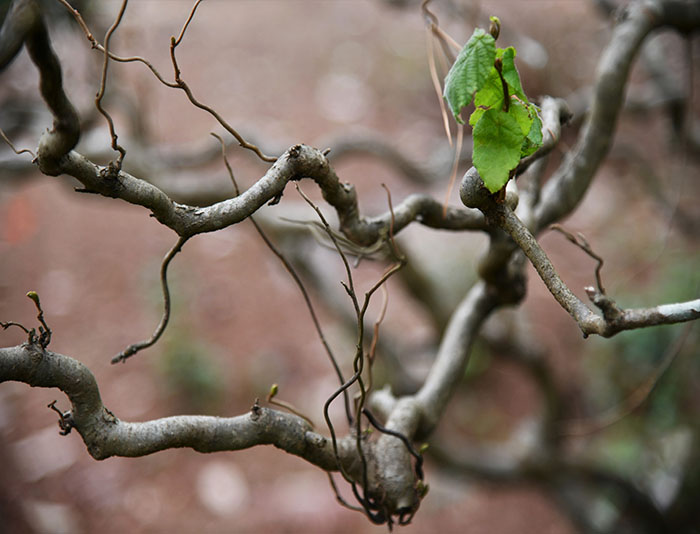 Corkscrew hazel leaves and branches