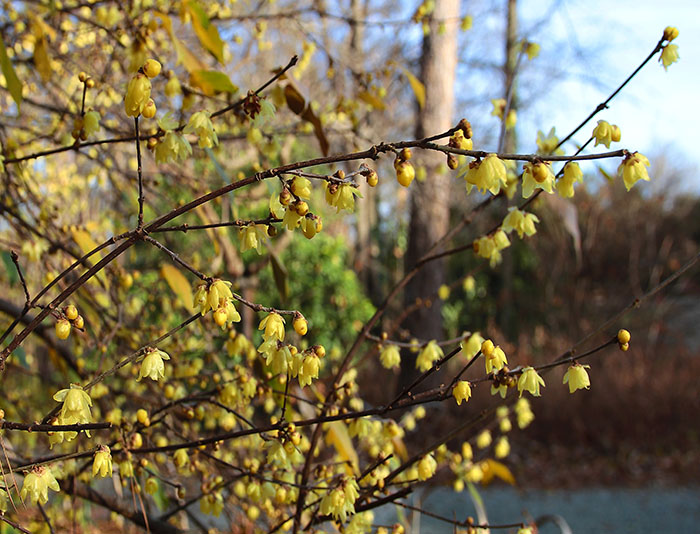 Wintersweet blooming in the Culberson Asiatic Arboretum